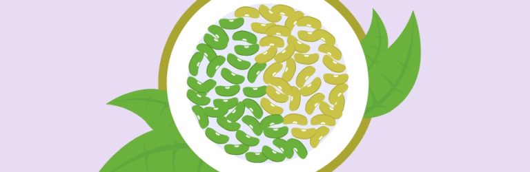 Les légumineuses dans l’assiette