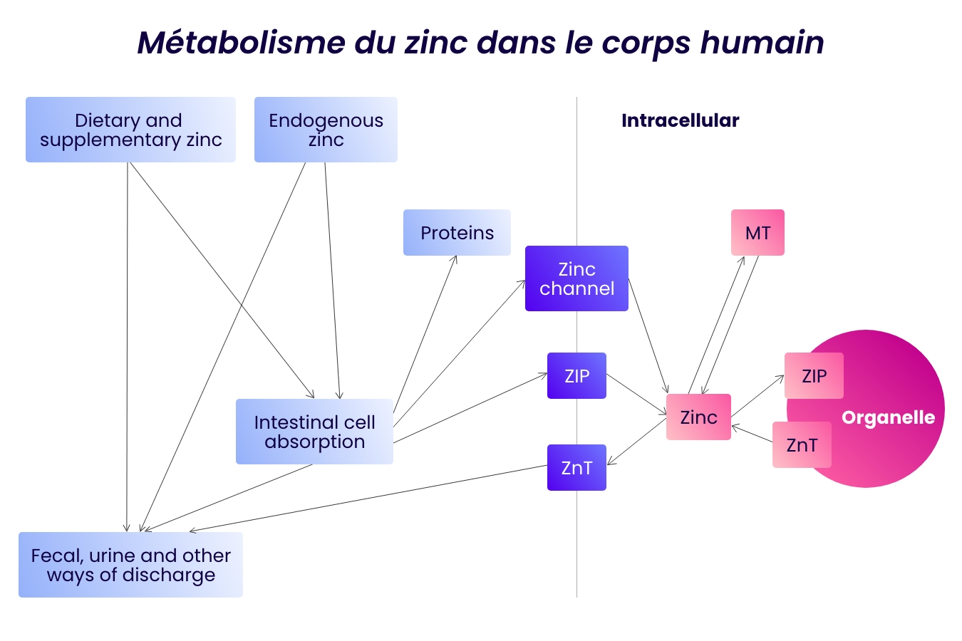 Que retenir à propos du Zinc?