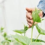 Transition alimentaire : qu’en est-il des pesticides ?