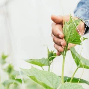 Transition alimentaire : qu’en est-il des pesticides ?