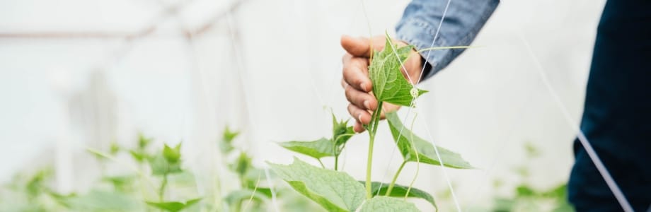 Transition alimentaire : qu’en est-il des pesticides ?